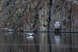 Pelican's in Fremont Canyon of the North Platt