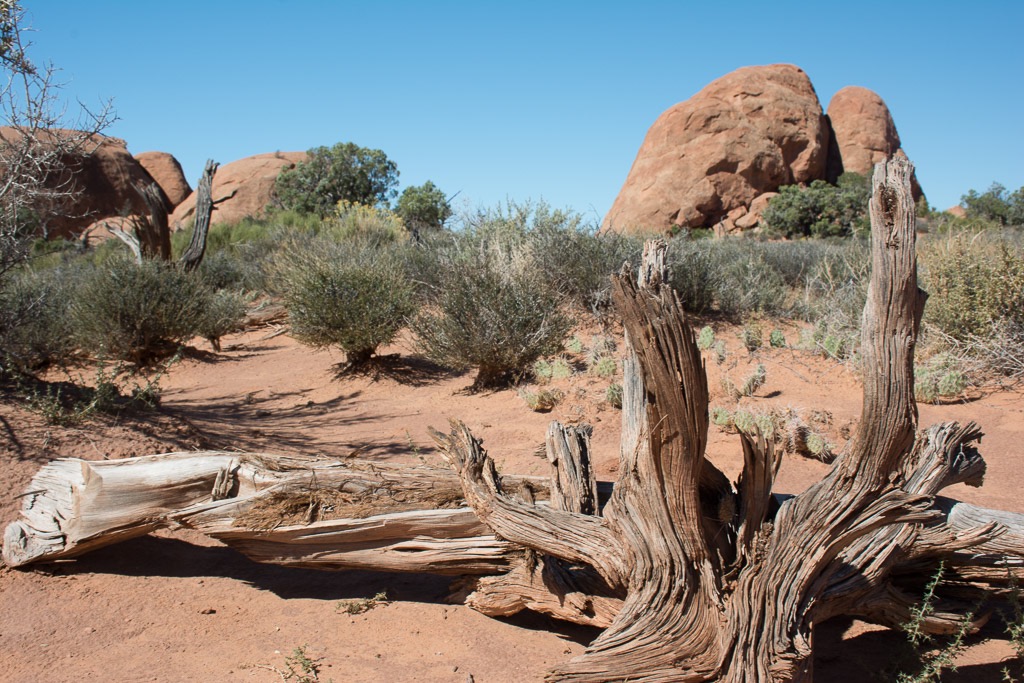 near Skyline Arch