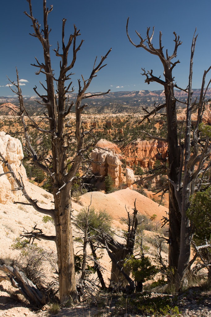 Entering into Bryce Canyon (which isn't a canyon)