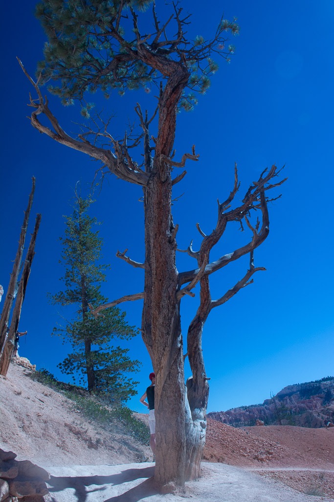 Hoodoo hike - headed back up to Sunrise poiint