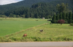 Along the lower Fraser River