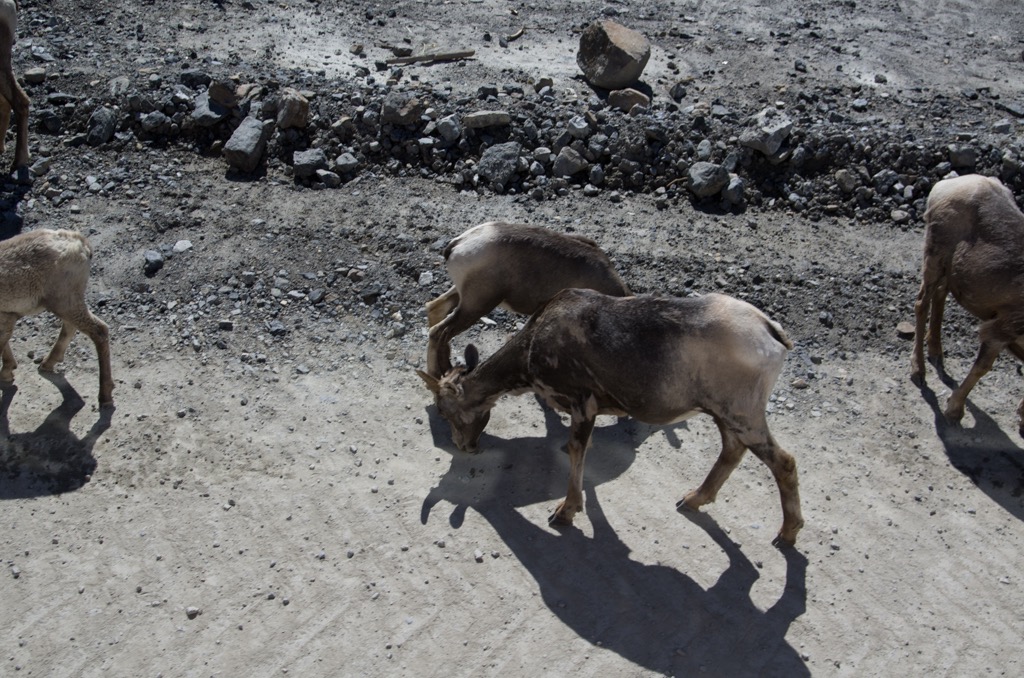 female Big Horn Sheep - licking salt 