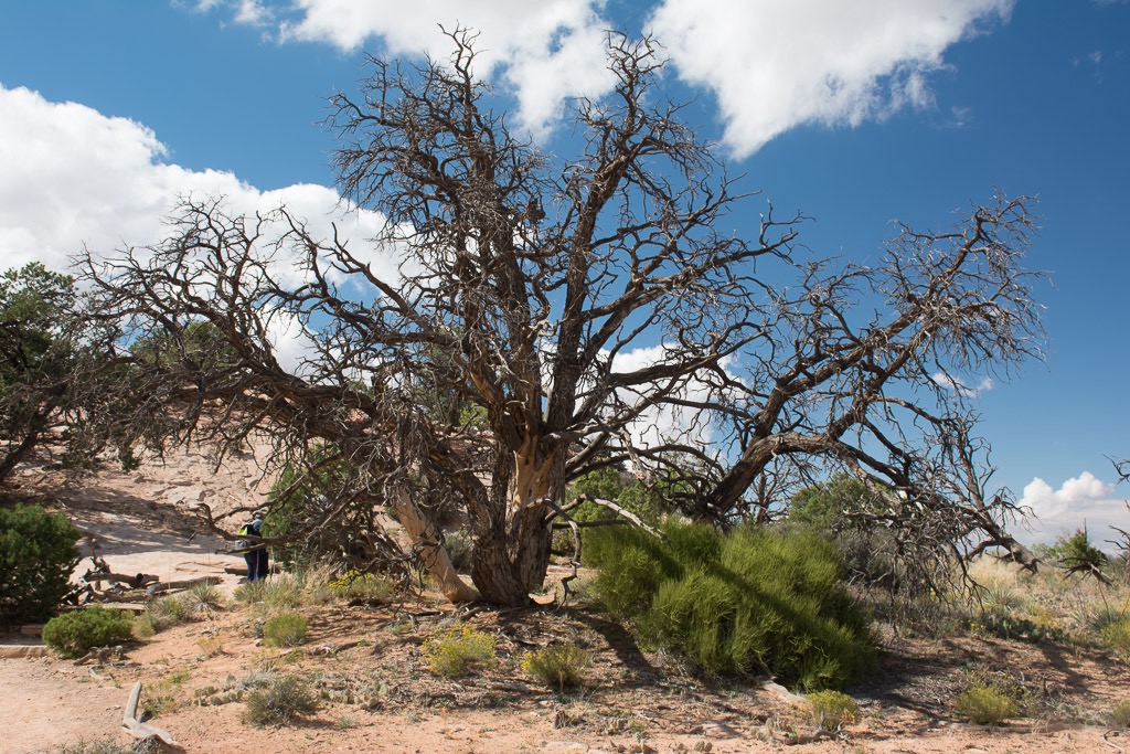 Utah Canyonlands National Park