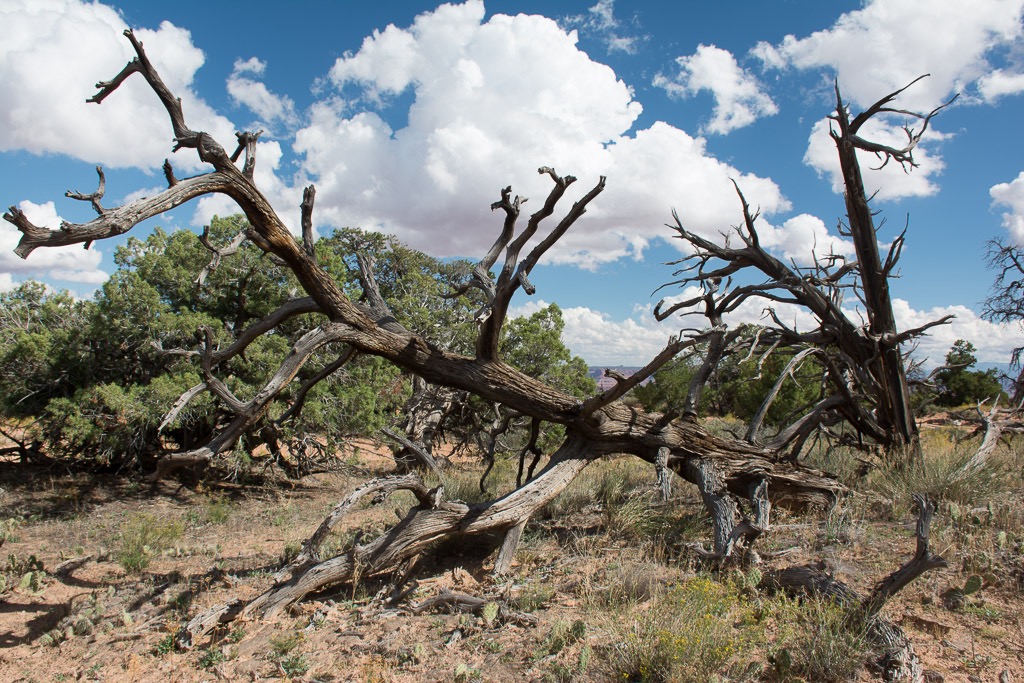 Utah Canyonlands National Park