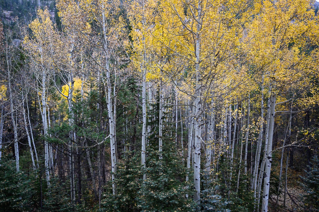 Aspen in color