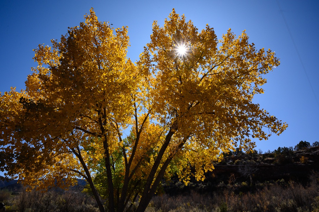 Cottonwood in full glory